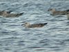 Caspian Gull at Paglesham Lagoon (Steve Arlow) (130175 bytes)